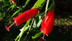 悬铃花