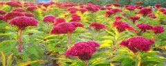 绣球花可以放客厅吗
