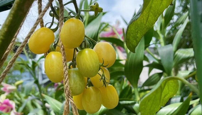 金莹番茄 金莹番茄