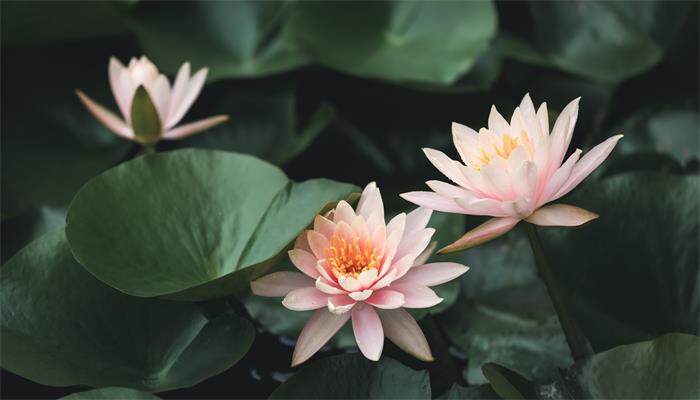 碗莲叶子黑斑怎么处理 碗莲叶子黑斑怎么处理