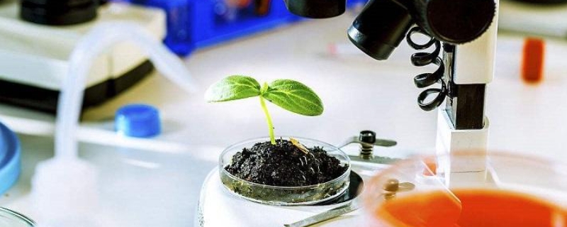 植物组织培养的过程