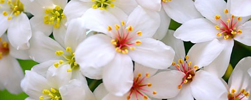 白色的花有哪些及花名