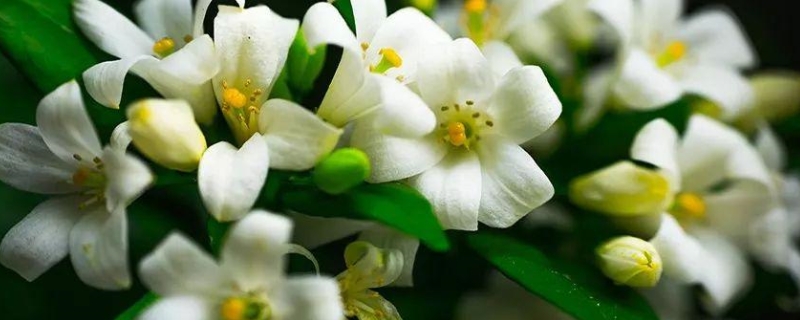 橙花是橙子的花吗