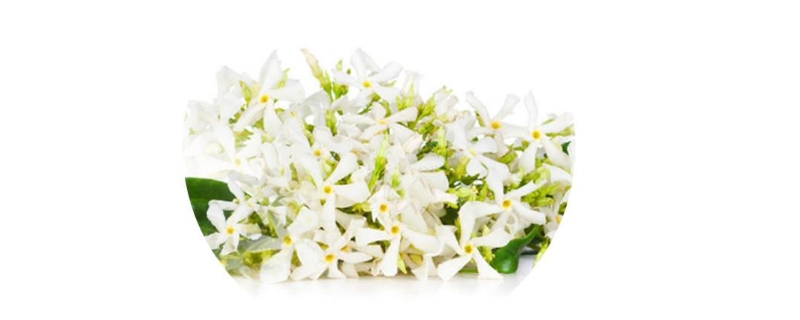 橙花是橙子的花吗