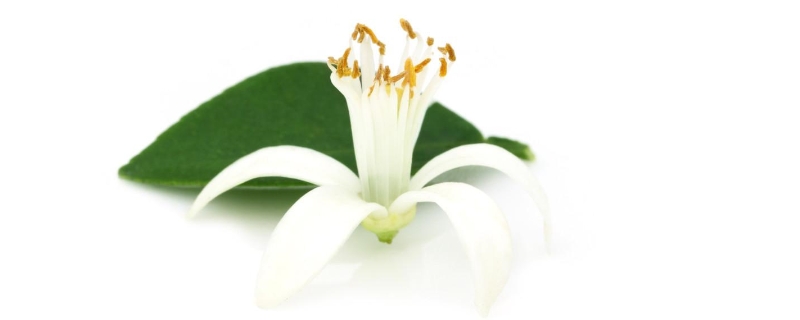 橙花是橙子的花吗