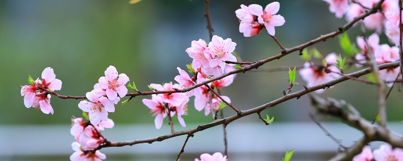 粉色花的寓意是什么