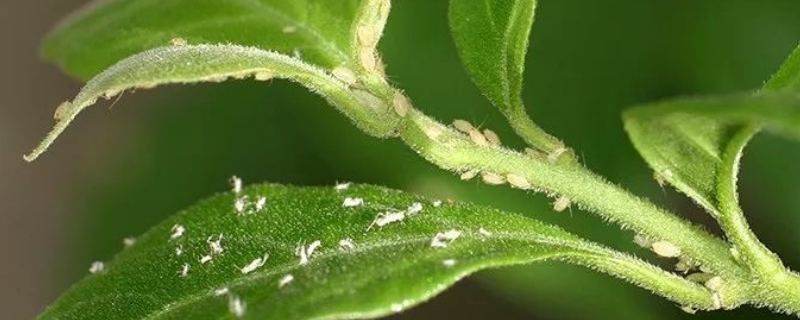 蚜虫对植物的危害有哪些