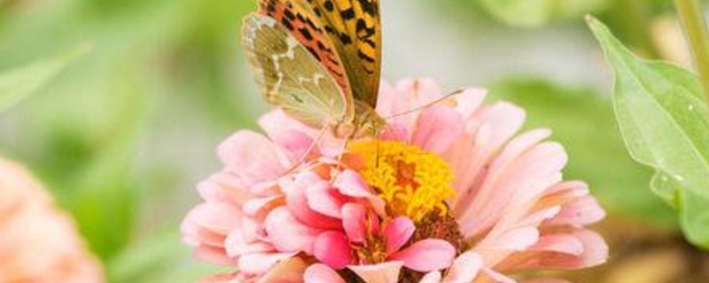  虫媒花的特点