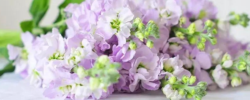 醒花方法的水是什么水