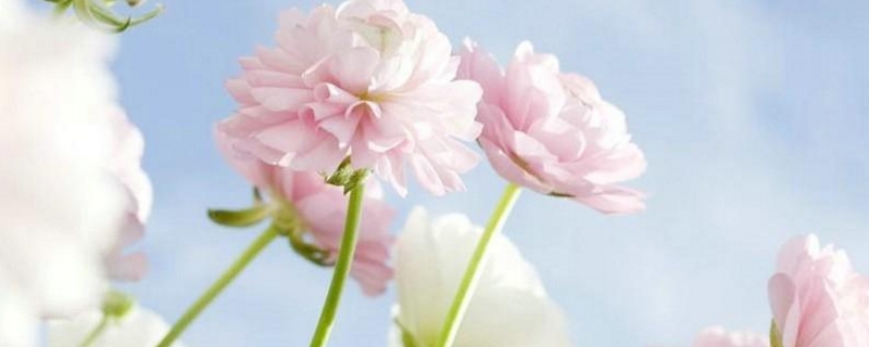 花毛莨怎么养殖