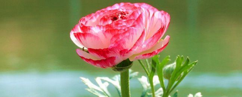 花毛莨怎么栽种