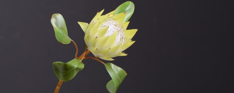帝王花如何繁殖