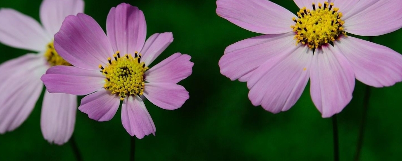 家里没有多菌灵怎么给花消毒