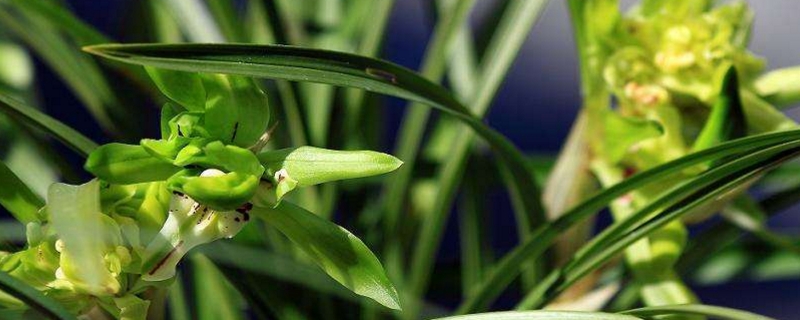 绿色的兰花是什么品种