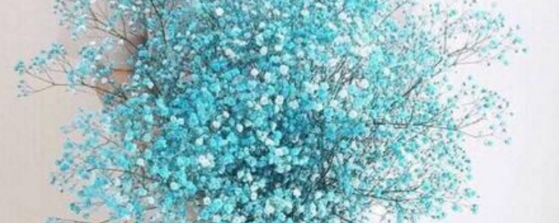  满天星种子的种植方法