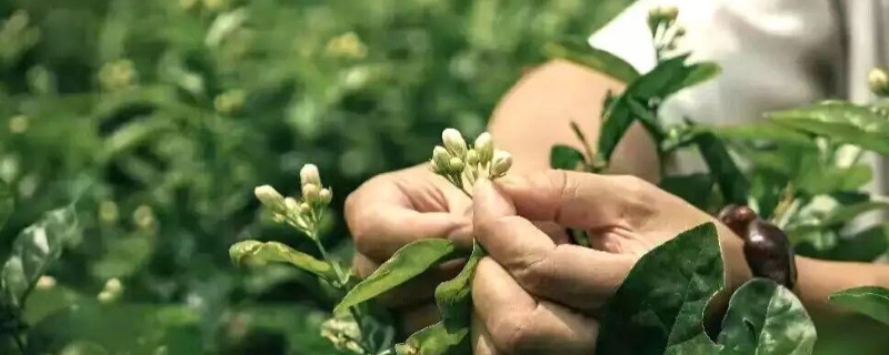 茉莉繁殖最简单的方法