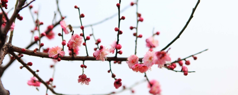 梅花秋冬催蕾养护要点