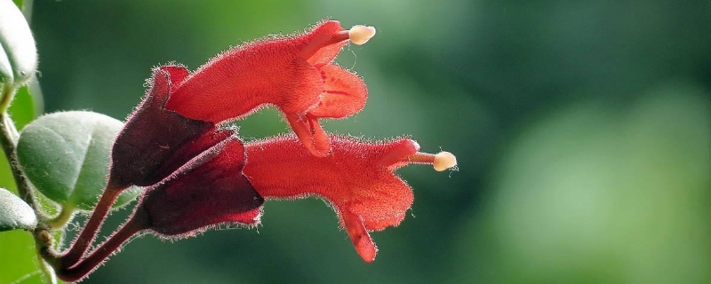  口红花的扦插繁殖方法