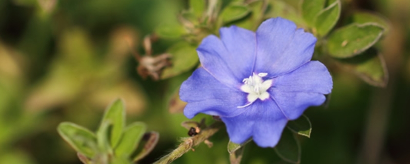 蓝星花的四季养护要点