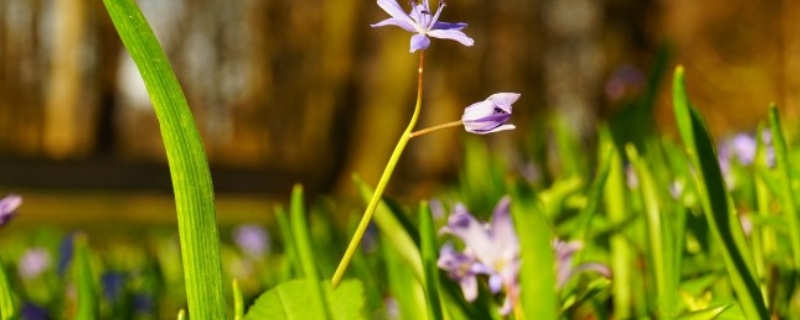 蓝星花的四季养护要点