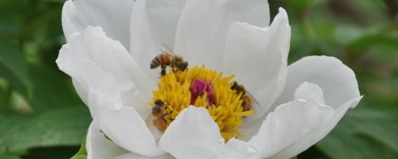 花卉入秋养护四个要点