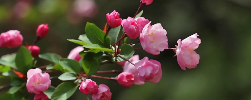 花卉入秋养护四个要点