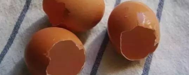 鸡蛋壳养花有什么作用