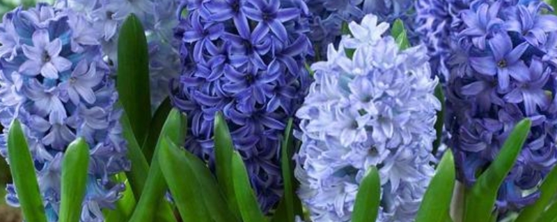 风信子花谢了怎么处理