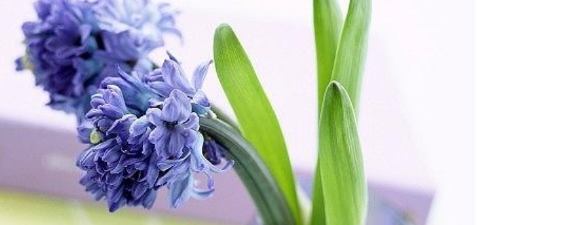 风信子花谢了怎么处理