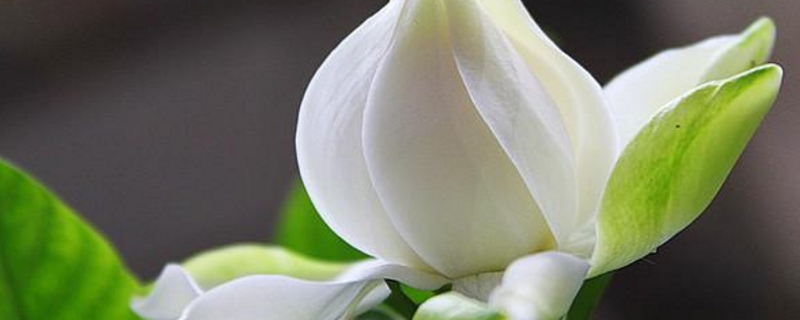  刚买的栀子花怎么养殖