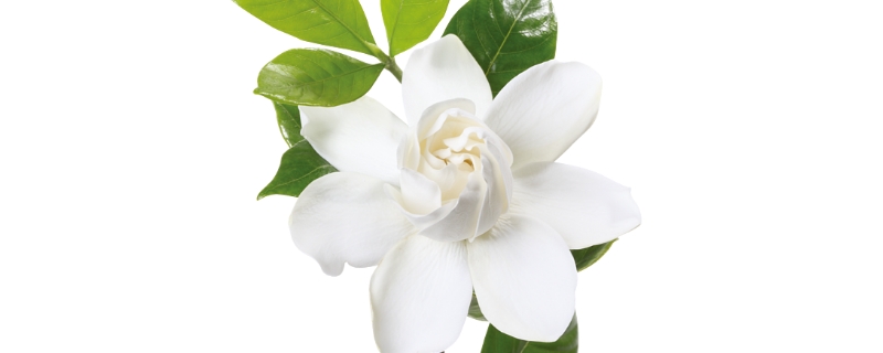  刚买的栀子花怎么养殖