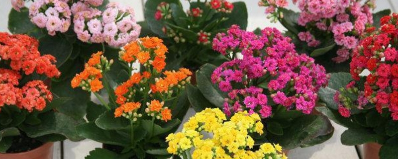 刚买的长寿花怎么养护