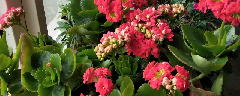 刚买的长寿花怎么养护