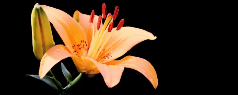 百合花的花语是什么